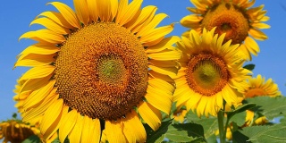 黄色的向日葵头，花粉上有蜜蜂