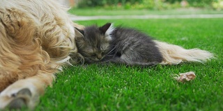 小猫和小狗睡在一起
