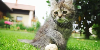 高清超级慢动作:草丛中好奇的小猫