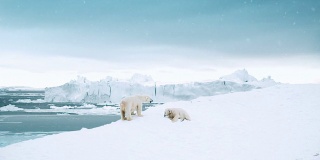 北极熊的一天