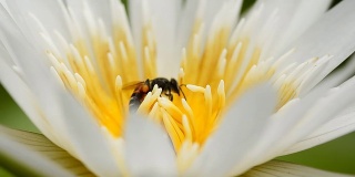 近距离观察:莲花中心的一只蜜蜂