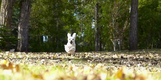 小白狗在秋叶间慢镜头奔跑