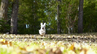 小白狗在秋叶间慢镜头奔跑视频素材模板下载