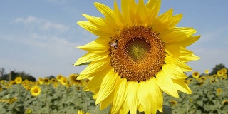 向日葵和蜜蜂