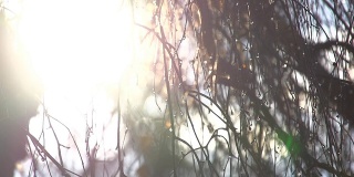 慢动作太阳穿过桦树的树枝