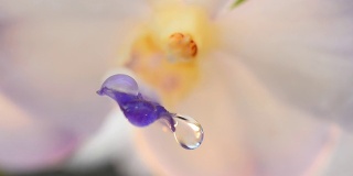 雨滴在兰花
