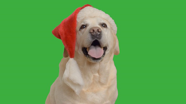 一只成年拉布拉多犬坐在圣诞老人的帽子上