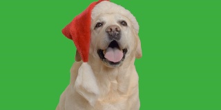 一只成年拉布拉多犬坐在圣诞老人的帽子上