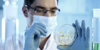 科学家用细菌培养皿检查