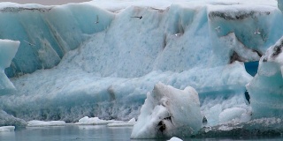北极燕鸥绕着冰山飞行