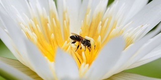 小蜜蜂在白莲里
