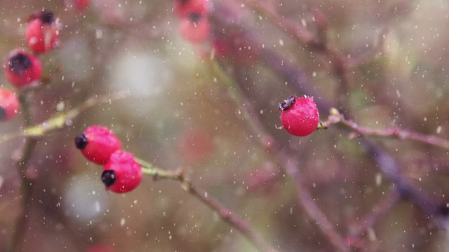 高清:玫瑰果