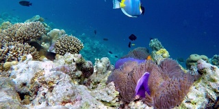 一群马尔代夫海葵鱼-马尔代夫