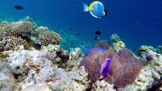 一群马尔代夫海葵鱼-马尔代夫视频素材模板下载
