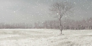 高清:下雪的冬天的风景