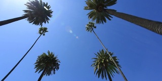 比弗利山的棕榈树