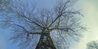 高清延时:一棵桦树的树梢