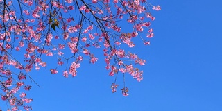 春天粉红色樱花与蓝色的天空背景