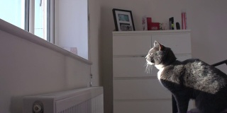 超级慢动作高清:灰猫跳上窗台