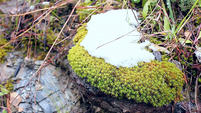 Undergrowth macro shots, Mediterranean forest