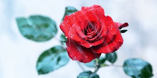 从红玫瑰上落下的雨滴