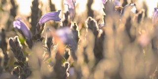 淘金:小小的紫色花园