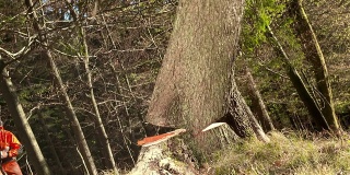 HD:伐木工砍伐一棵树