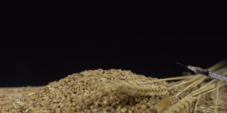 HD超级慢动作:转基因小麦