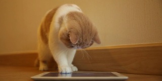 可爱的小猫玩数码平板电脑