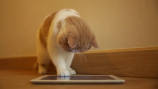 可爱的小猫玩数码平板电脑视频素材模板下载