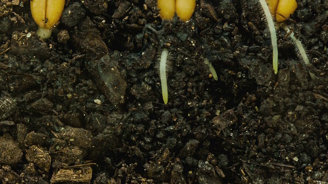 三种小麦种子的生长周期