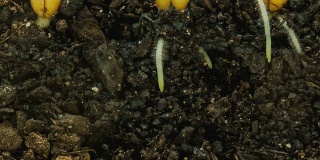 三种小麦种子的生长周期