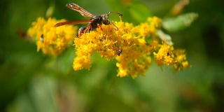 Wasp_On_Yellow_Flower_HD