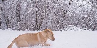 在雪地里奔跑的小狗