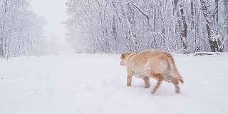 慢动作小狗在雪地里奔跑