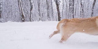 慢动作小狗在冬天的森林里奔跑