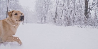 慢动作狗在雪中奔跑