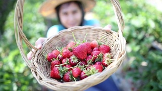 摘新鲜草莓的女人。视频素材模板下载