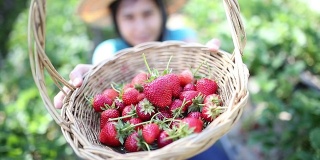 摘新鲜草莓的女人。