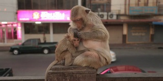 猴子和儿子走在庙里