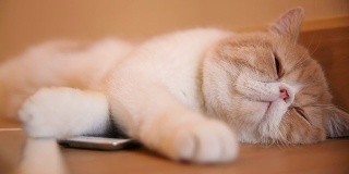可爱的小猫玩智能手机