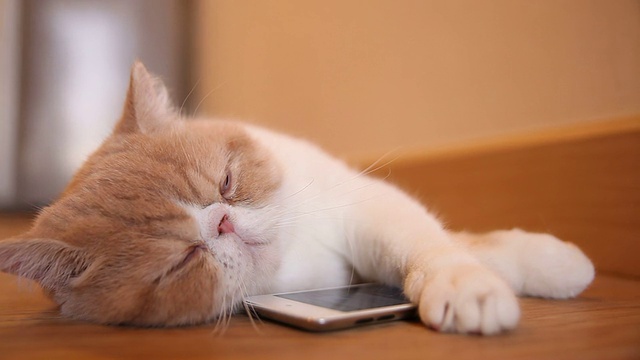 Cute cat sleep with smart phone