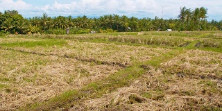 巴厘岛的SLO MO Rice Field