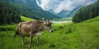 在山上放牧的牛