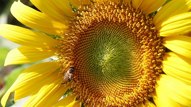 sunflower_bee