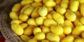 一群黄色的茧筑巢。丝绸生产过程。