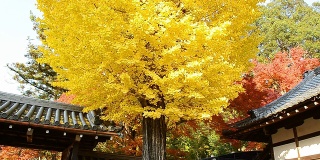 秋黄银杏树背景