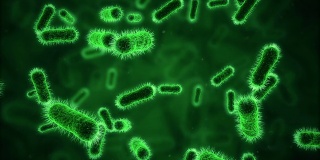 显微镜下的细菌呈绿色