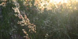 花的草地