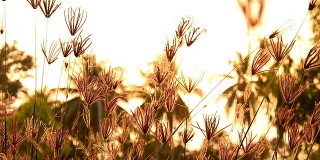 草地上野花的剪影